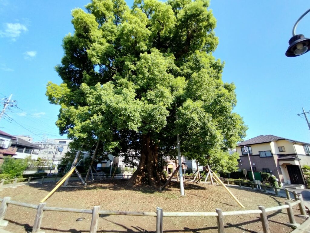 並木大クス公園